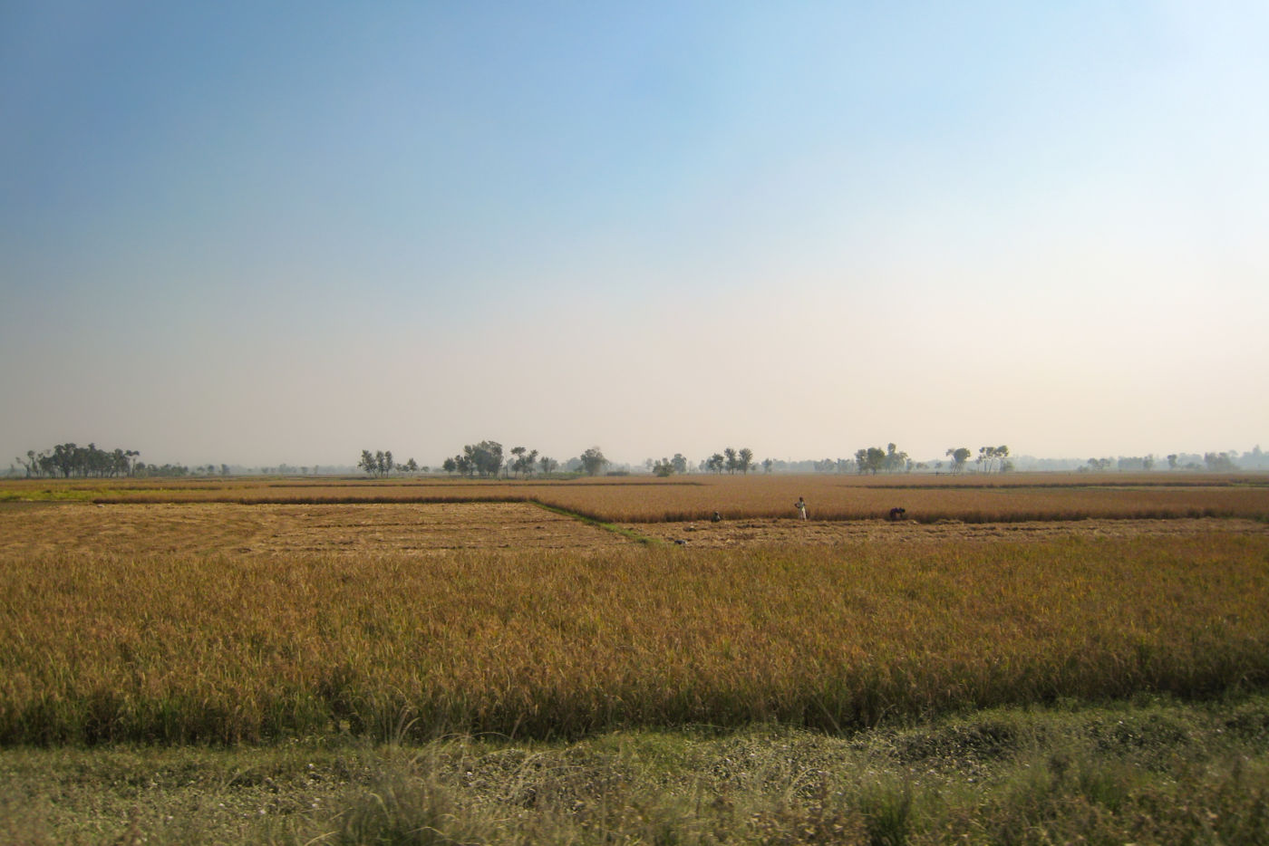 北インドの穀倉地帯