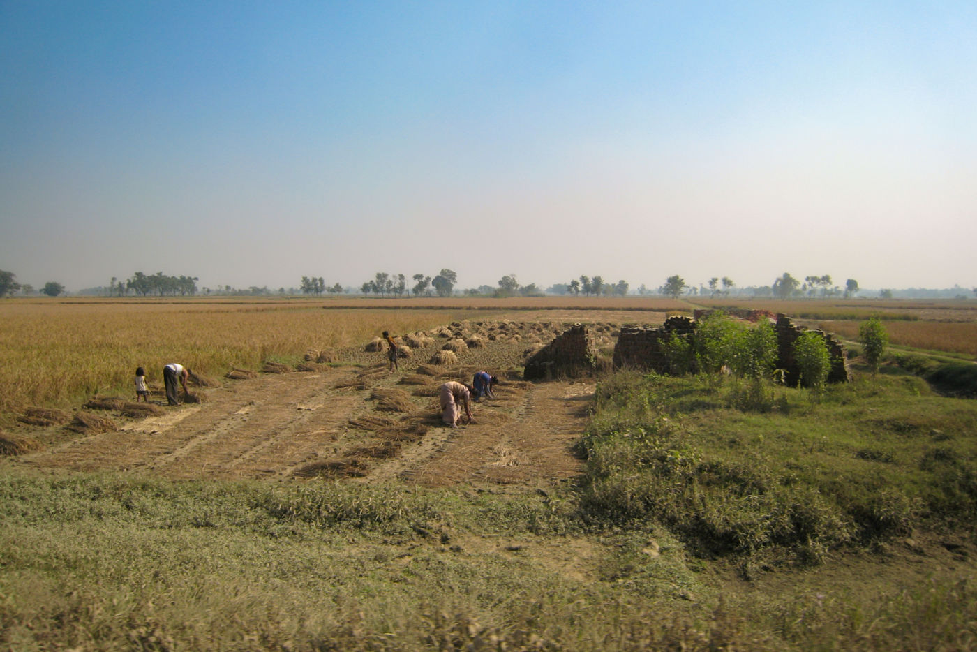 北インドの農家