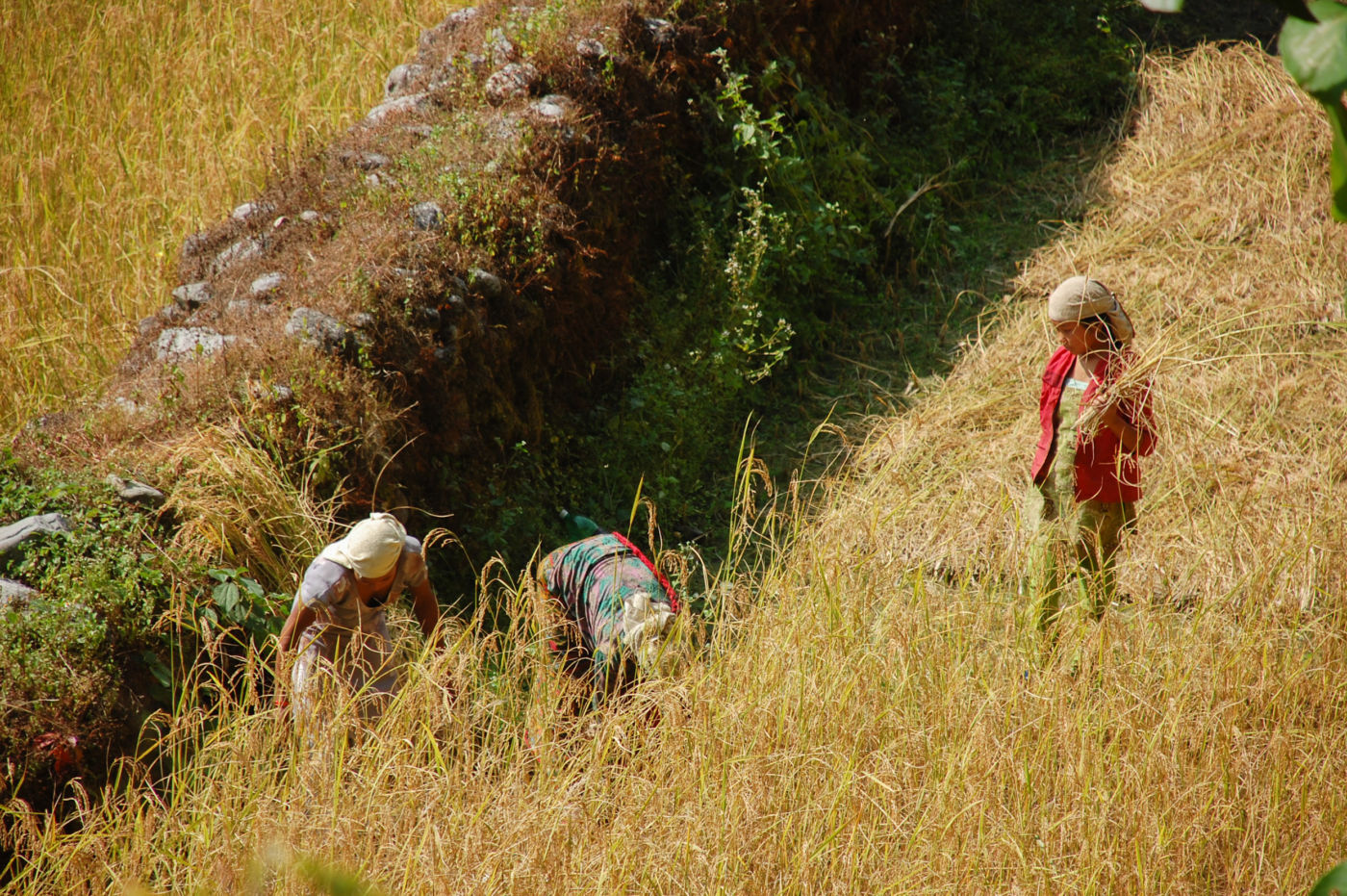 アンナプルナ 稲刈りをする女性