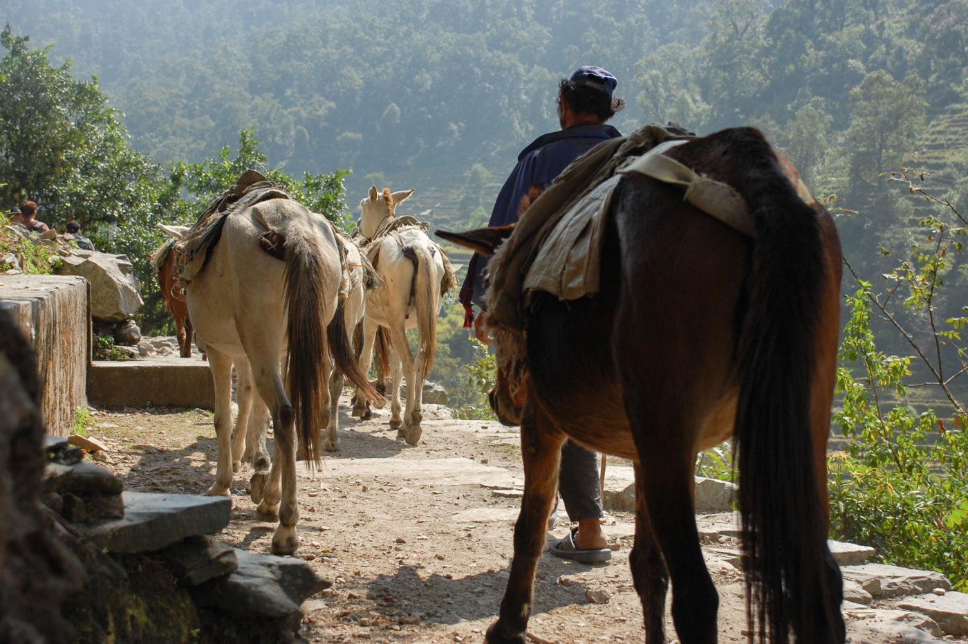 アンナプルナのラバ