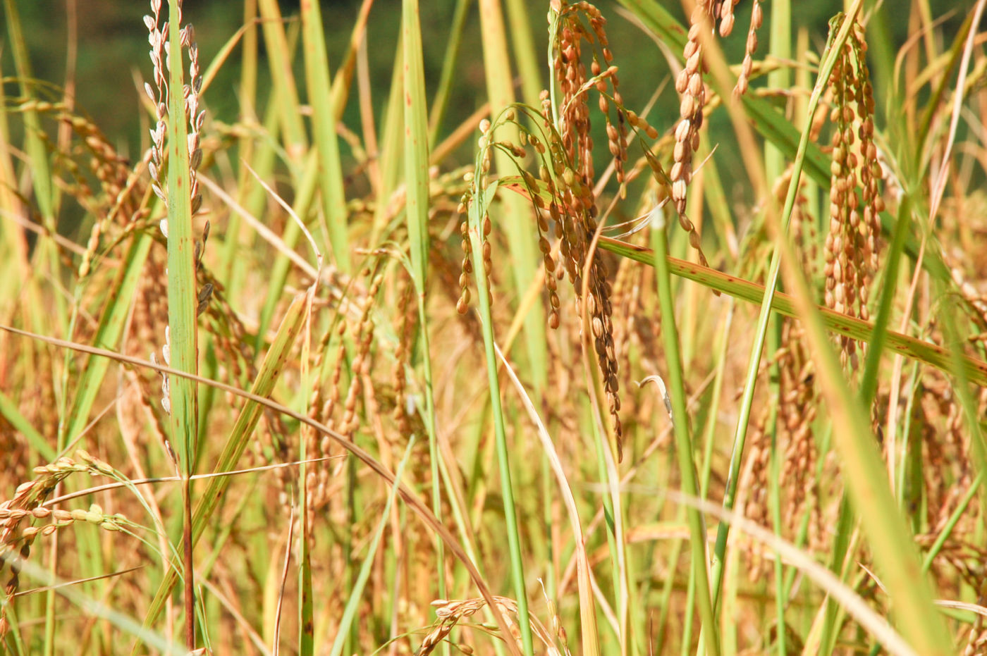 アンナプルナ 稲穂