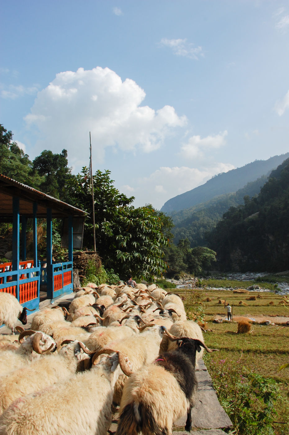 アンナプルナ ヤギの群れ