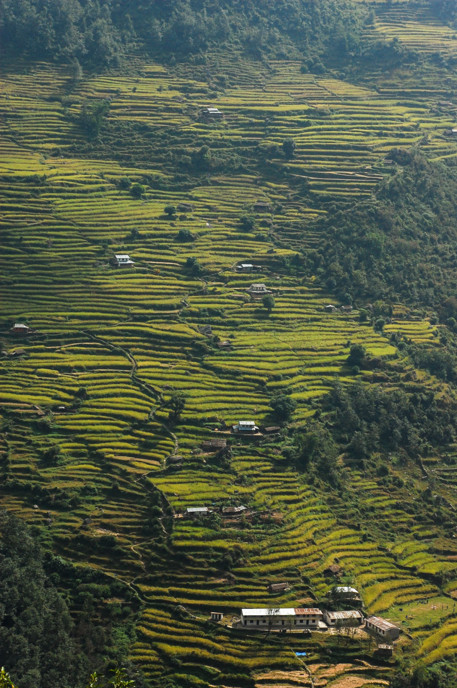 アンナプルナの棚田