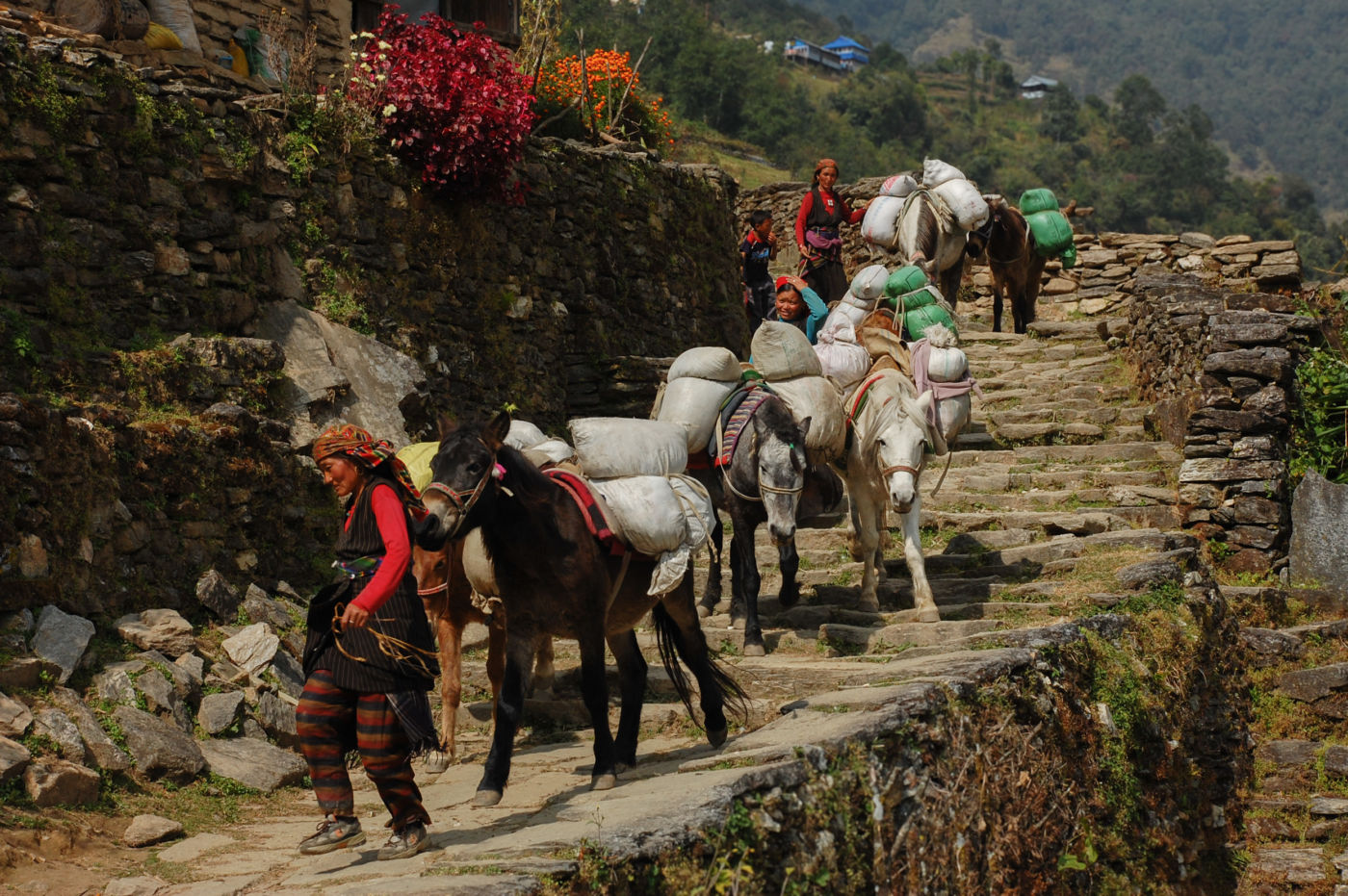 アンナプルナ グルン族の女性とラバ
