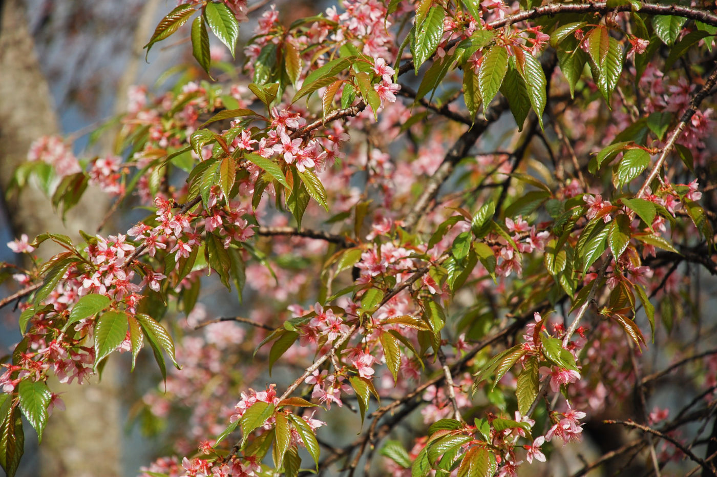 ヒマラヤの桜