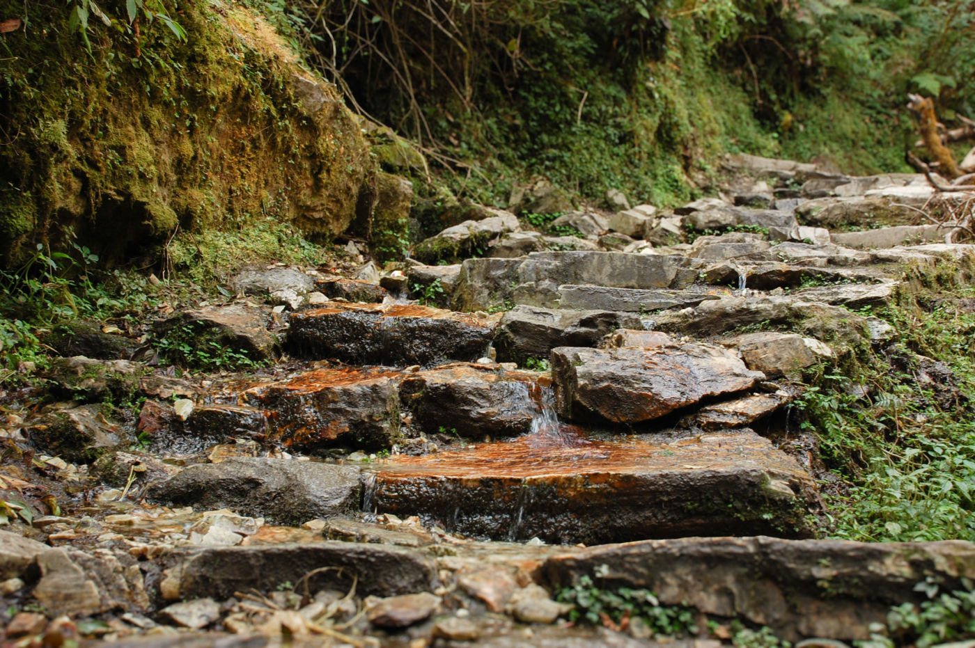 濡れたトレッキングルート