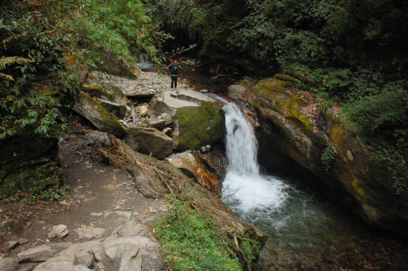 アンナプルナの深い森