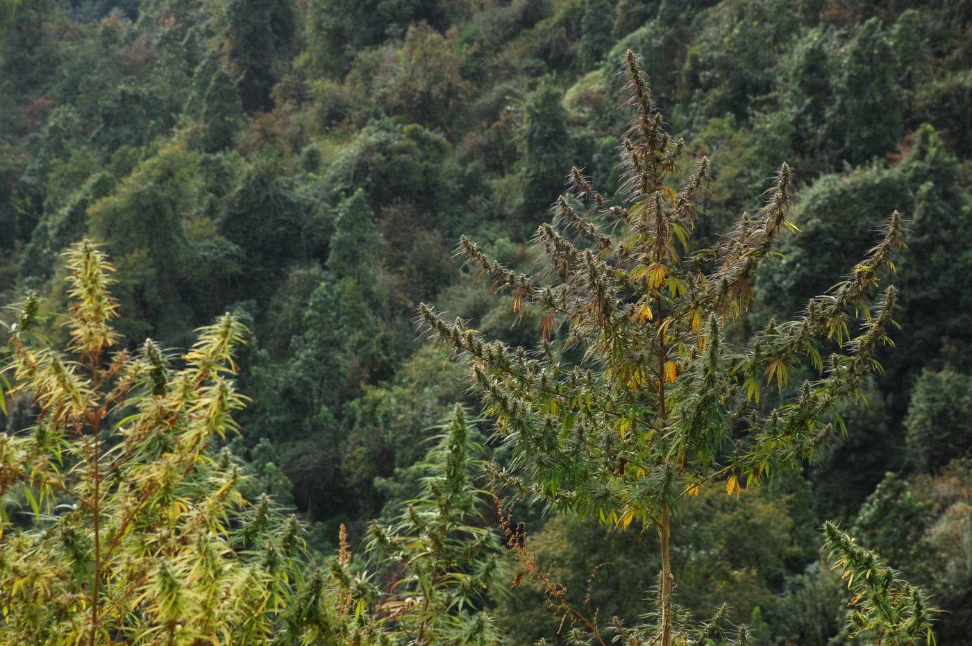 アンアプルナの麻