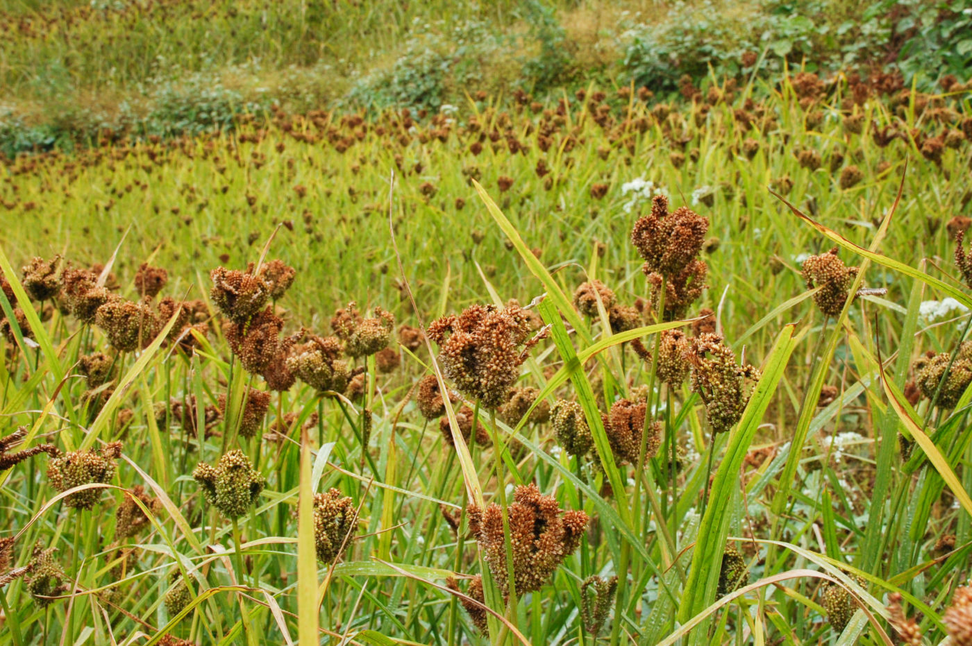 フィンガーミレット コドの畑