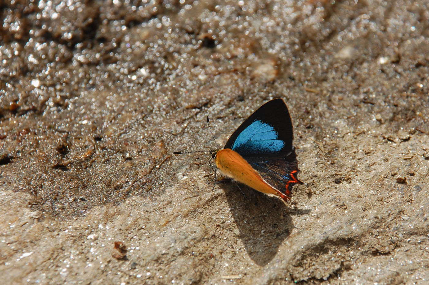 グリーンサファイア Green Sappheire Butterfly