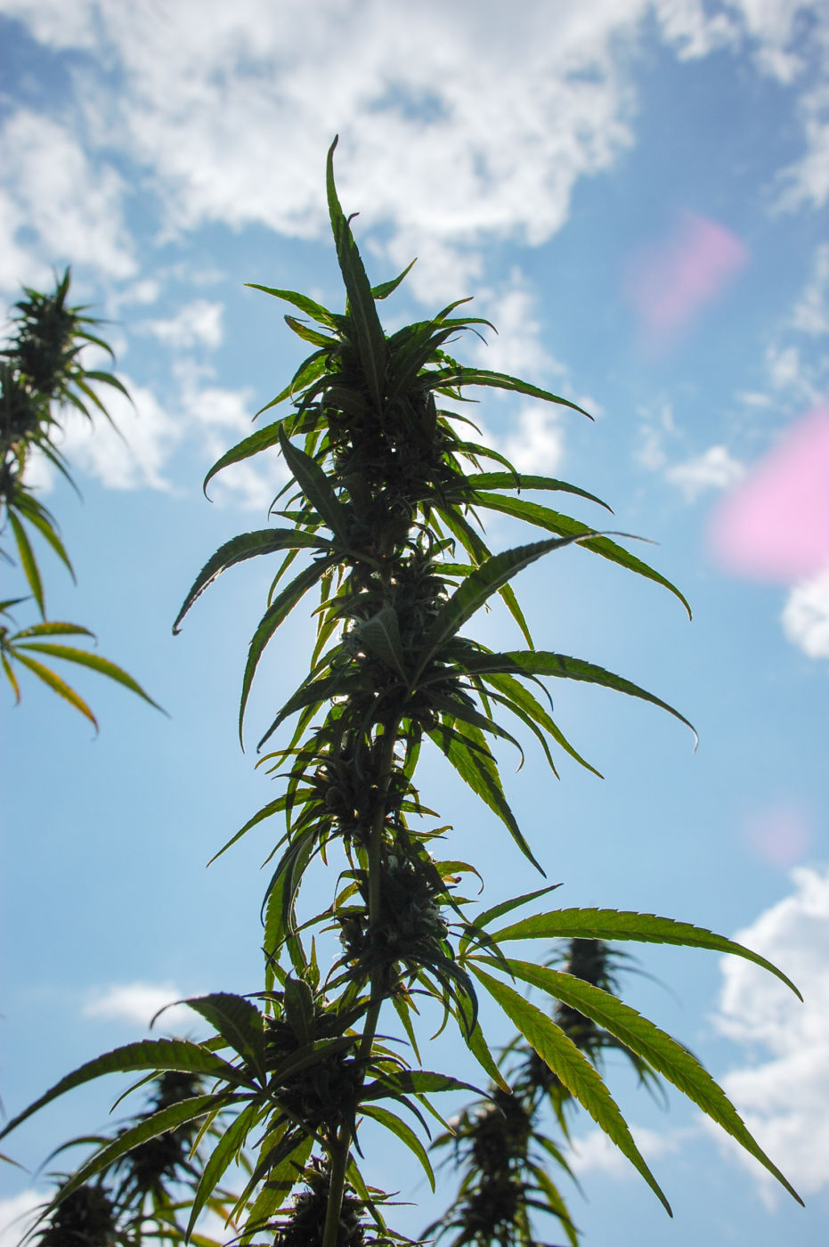 ヒマラヤの麻 HImalayan cannabis