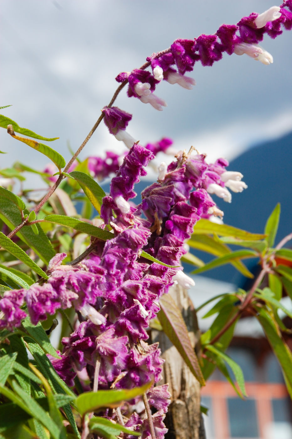 ヒマラヤのアメジストセージ