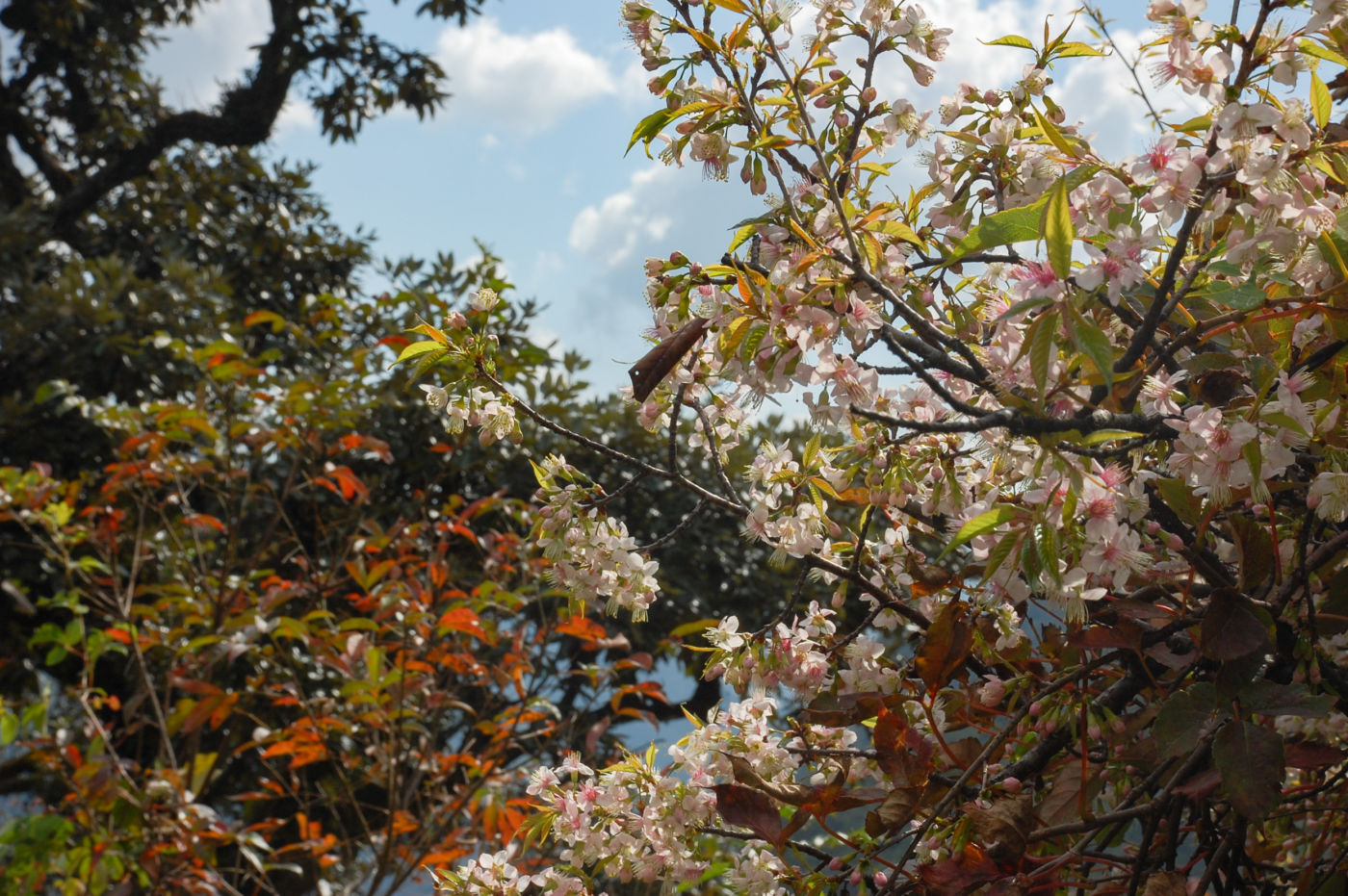 ヒマラヤの桜