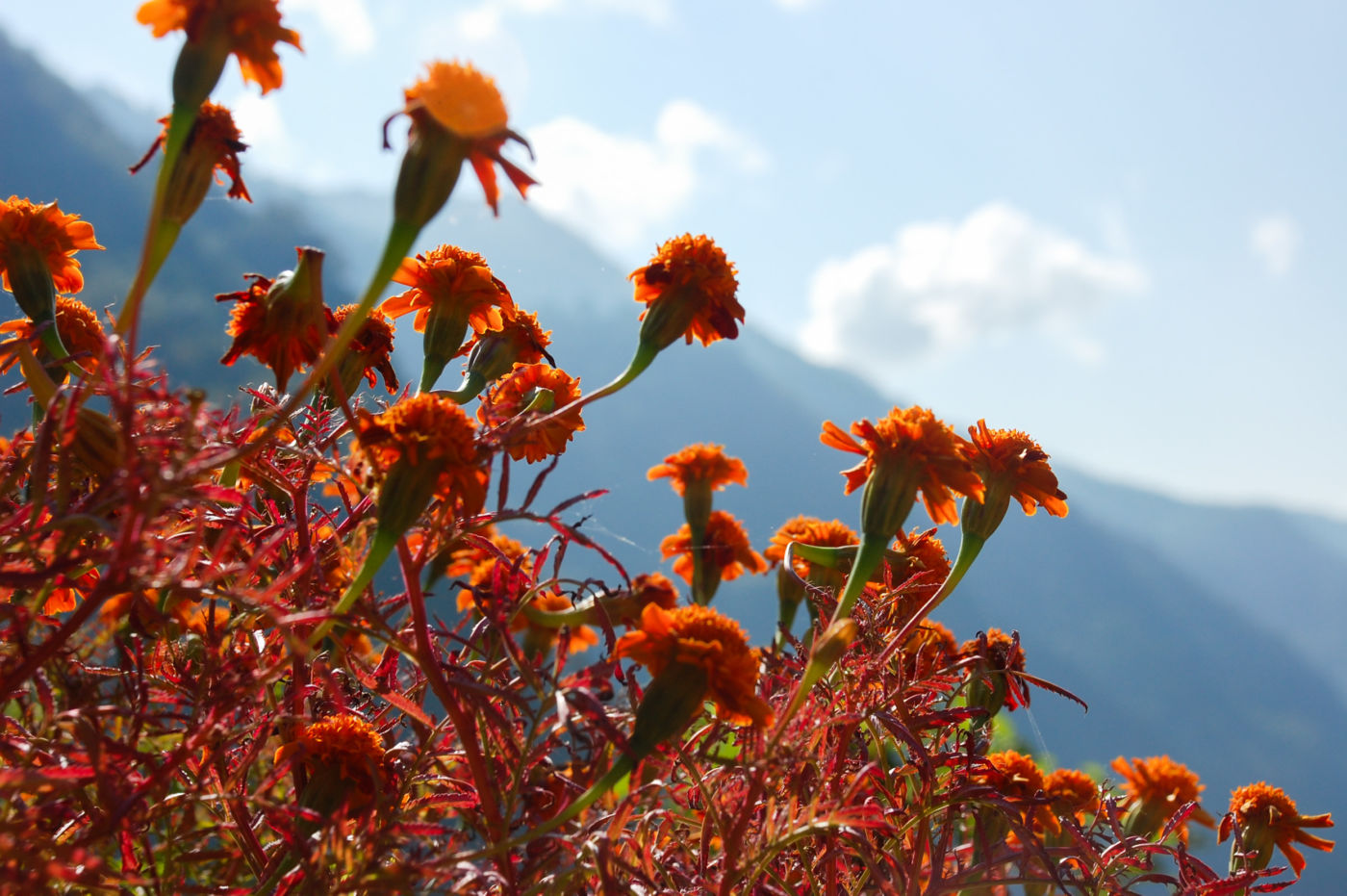 ヒマラヤのマリーゴールド