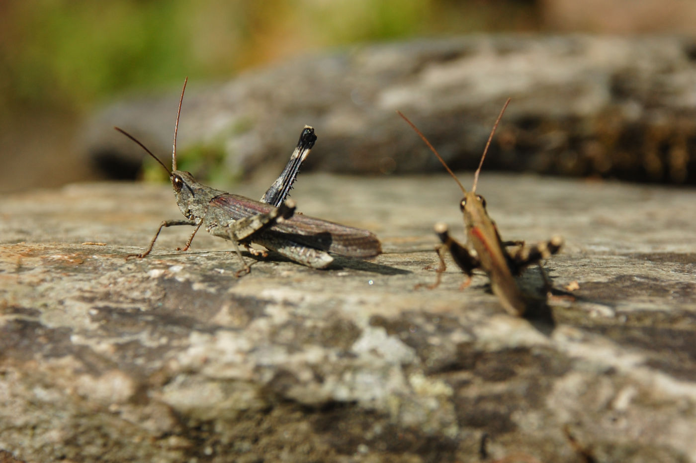 ヒマラヤのバッタ