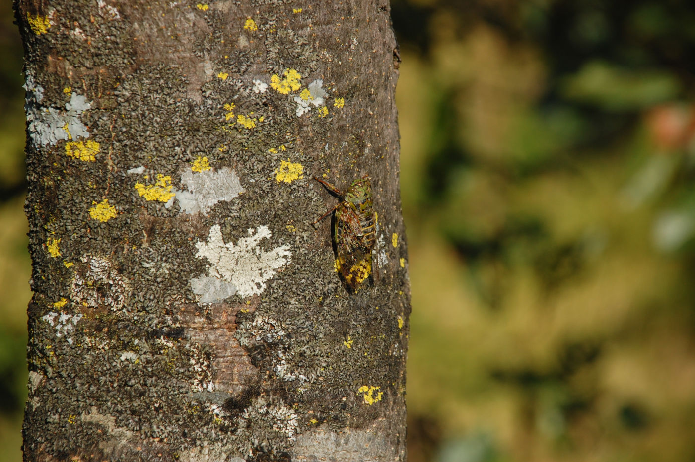ヒマラヤのセミ