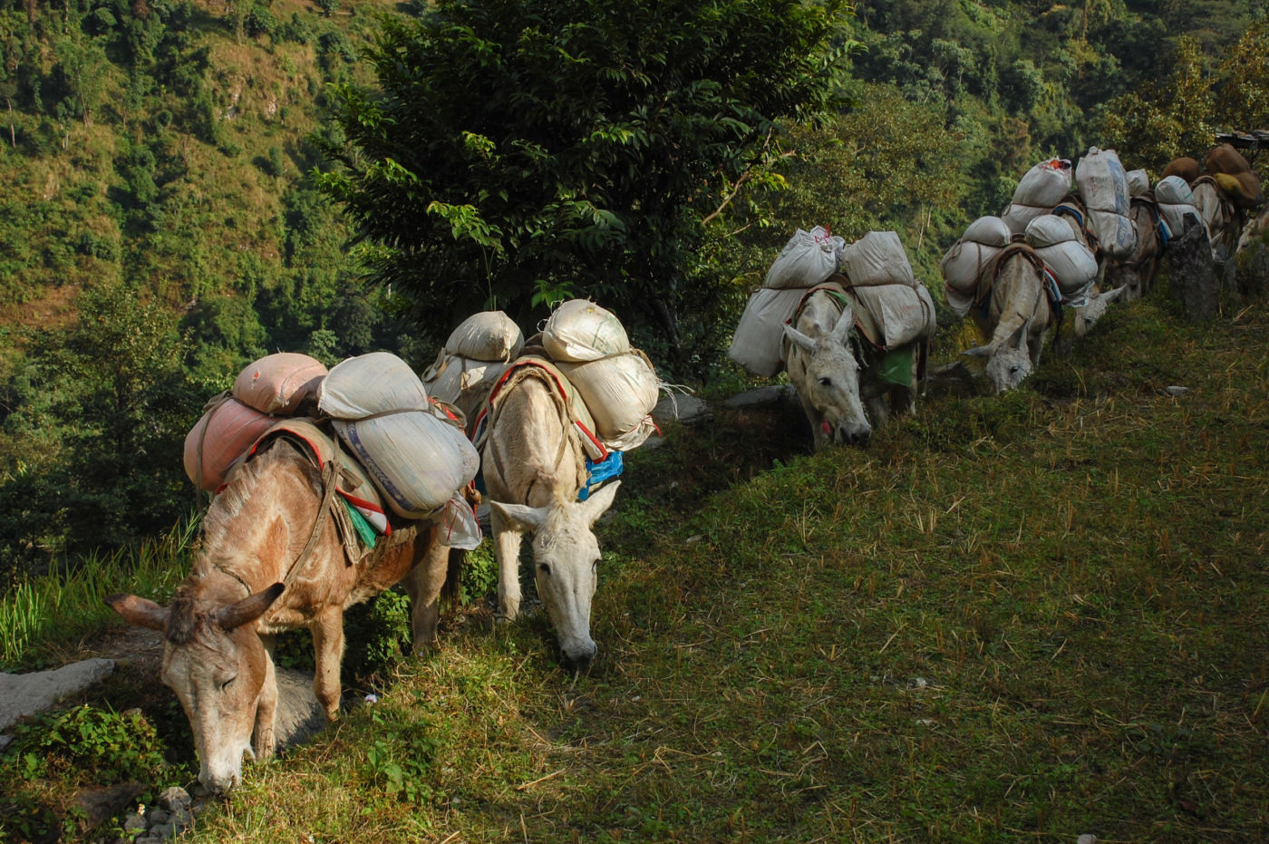 アンナプルナのラバ