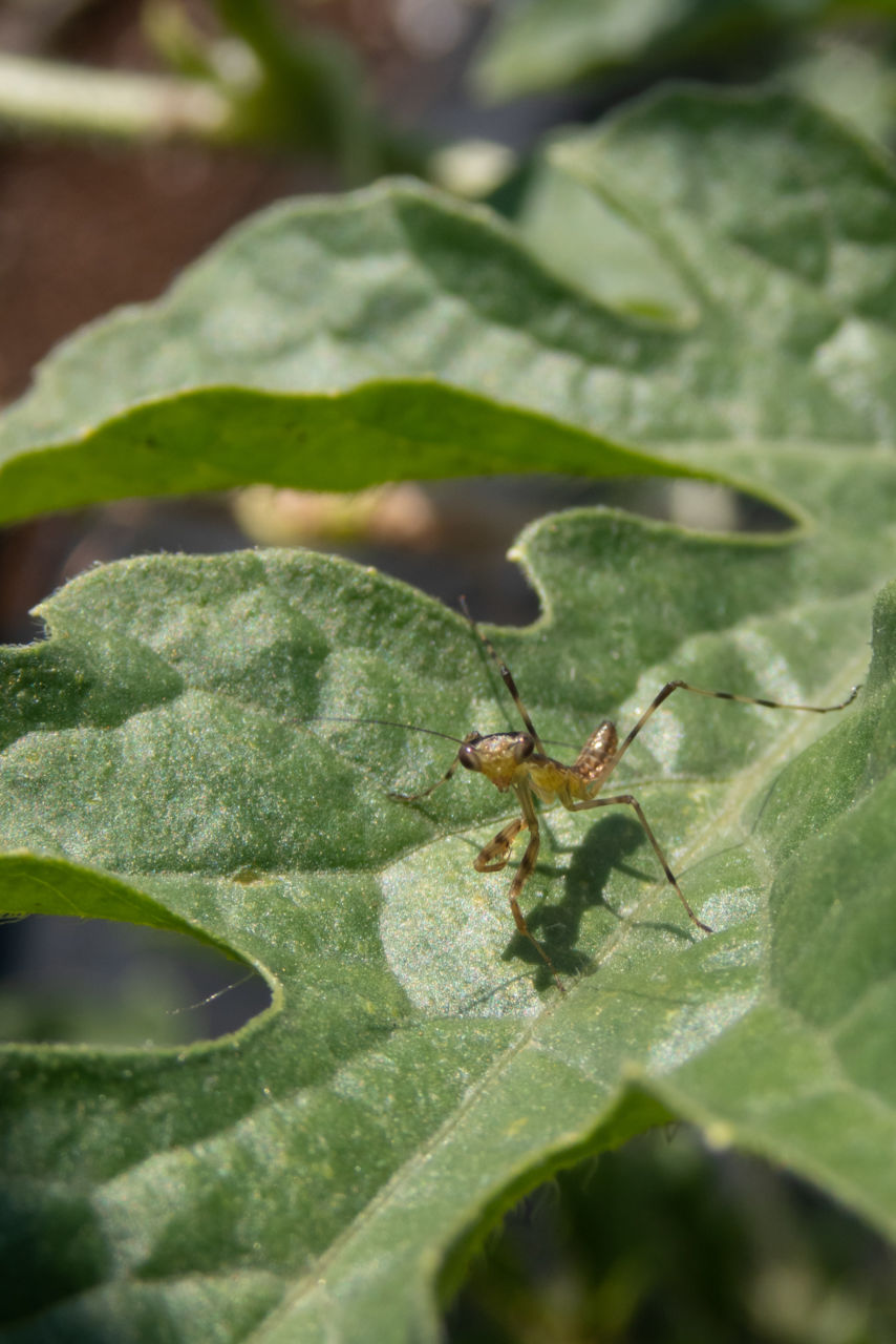 ミニトマトの葉の上のハラビロカマキリの幼虫