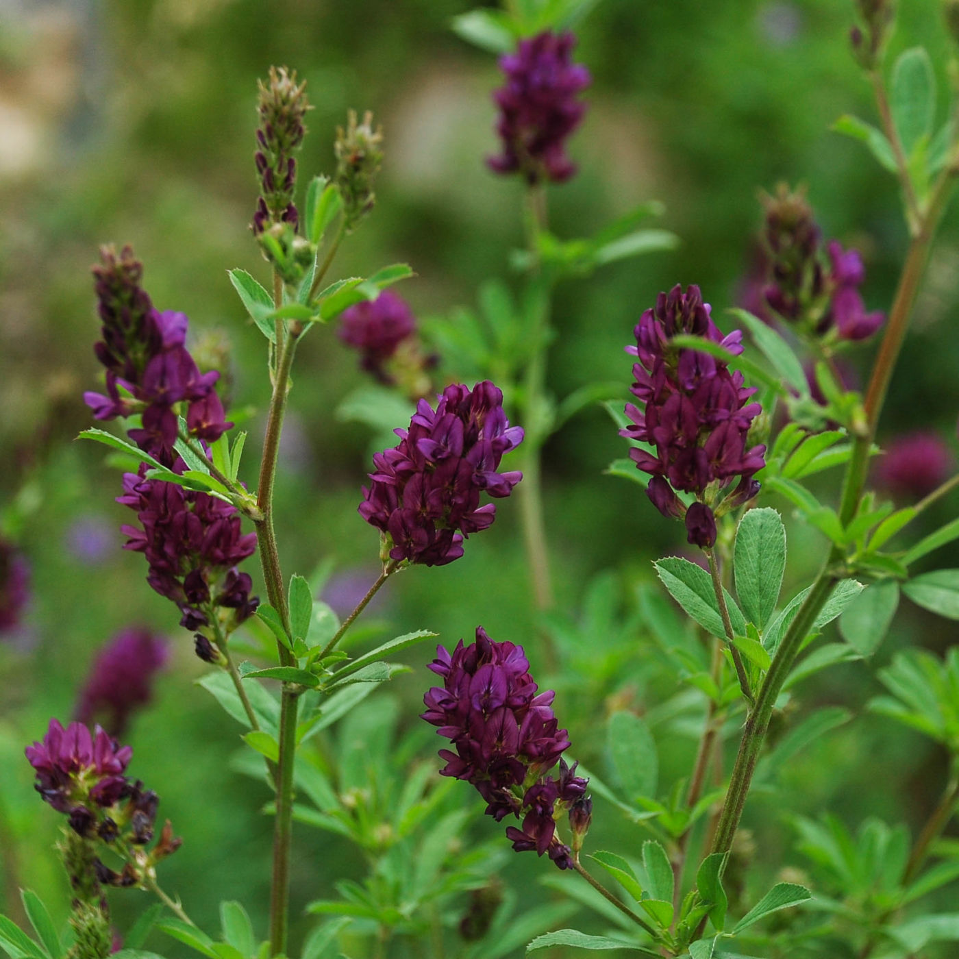 黄龍 高山植物 紫 花
