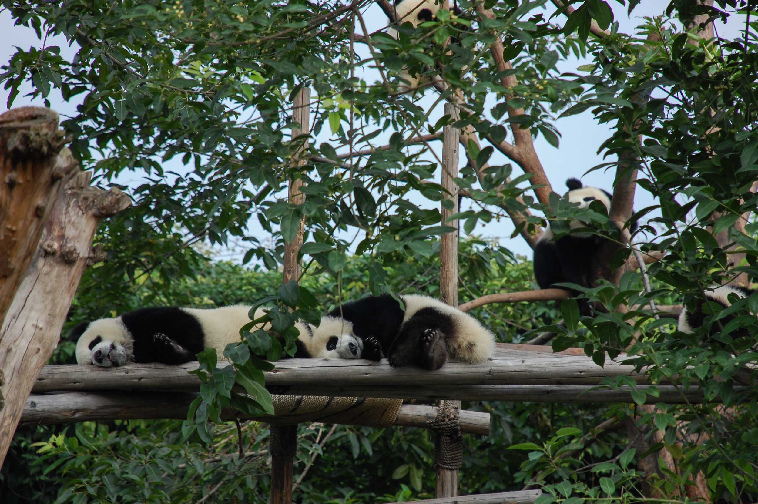 成都ジャイアントパンダ繁殖研究基地 子供のパンダ