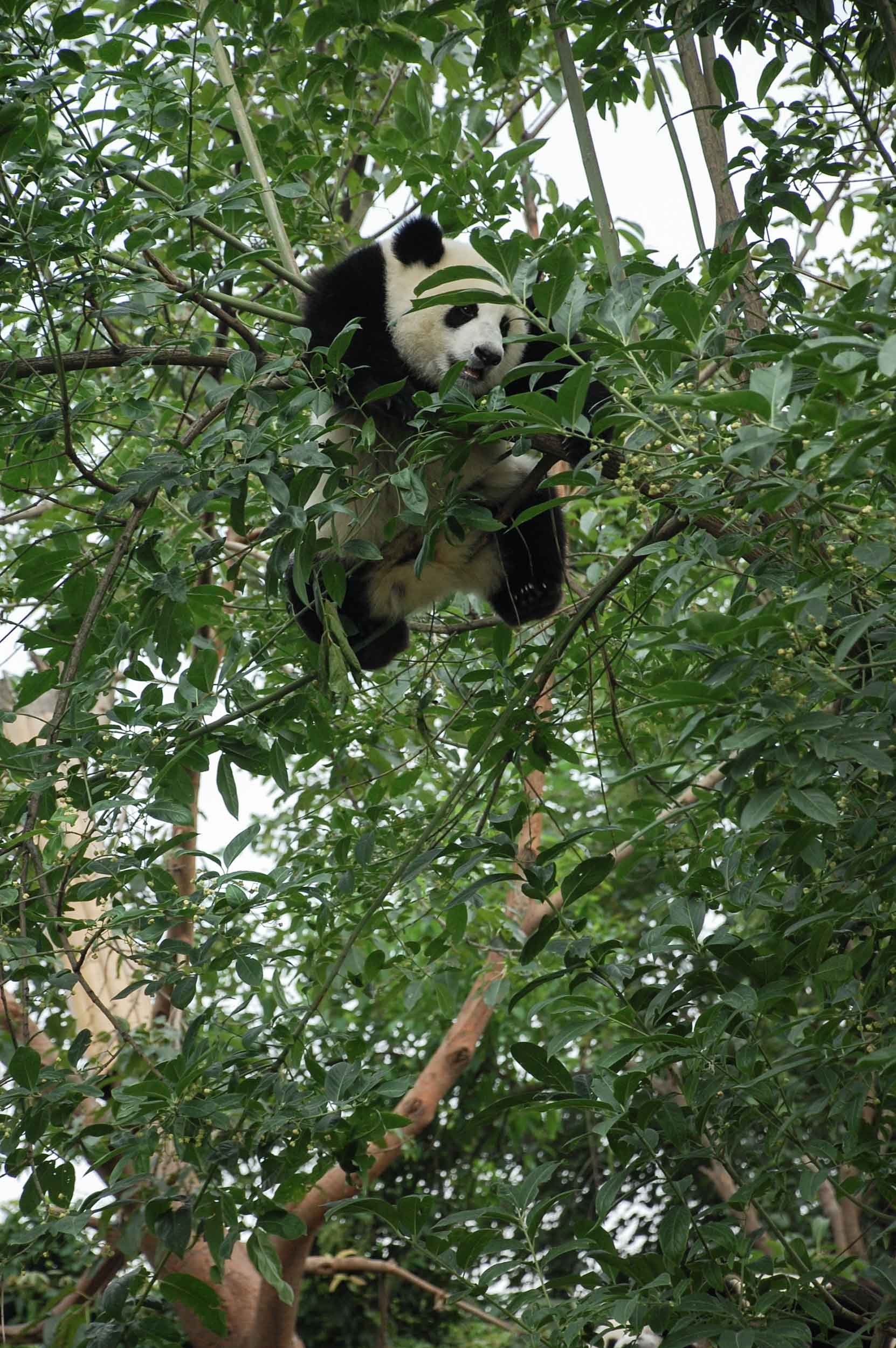 成都ジャイアントパンダ繁殖研究基地 ジャイアントパンダ