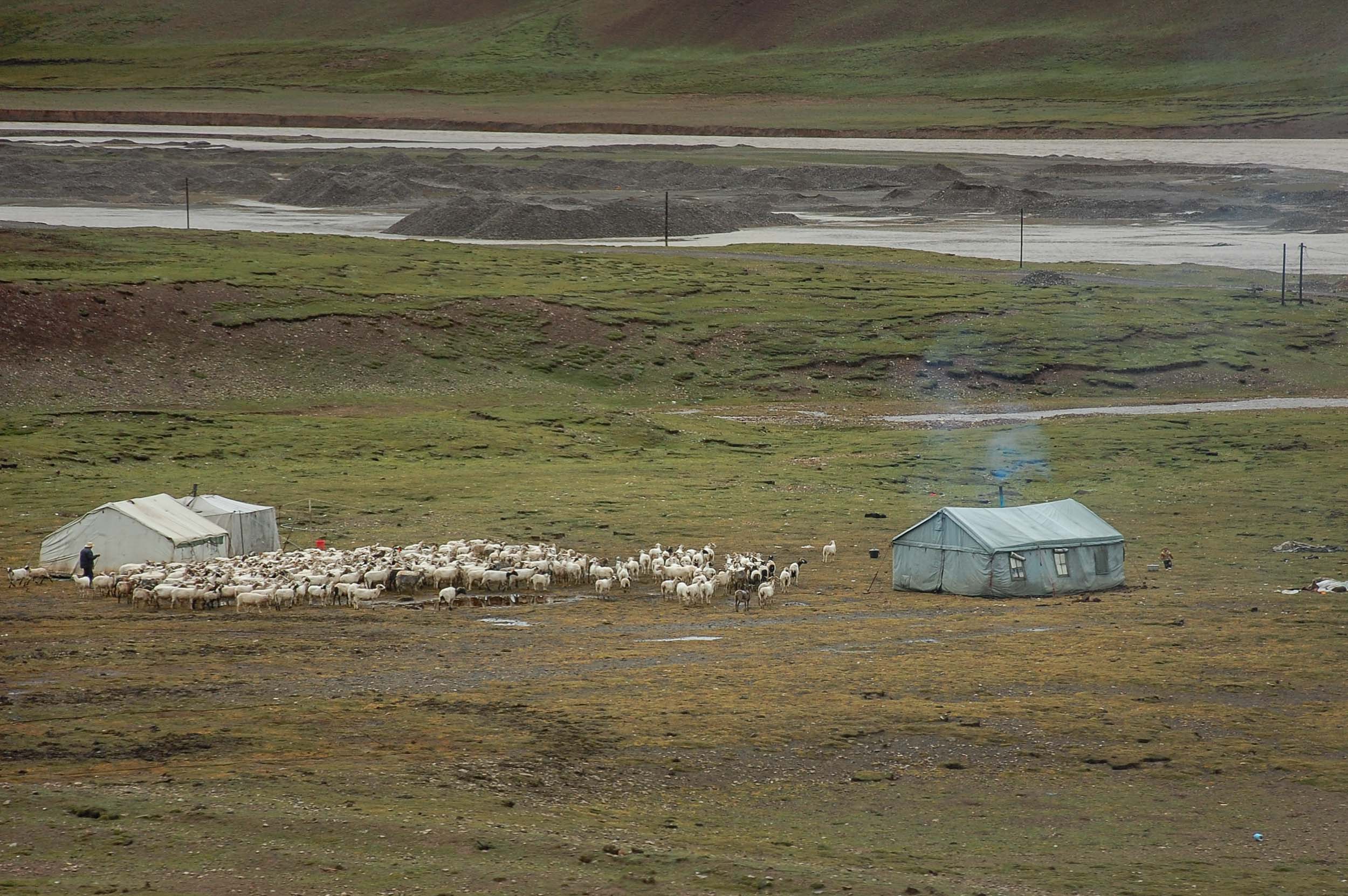 チベットの遊牧民のテント
