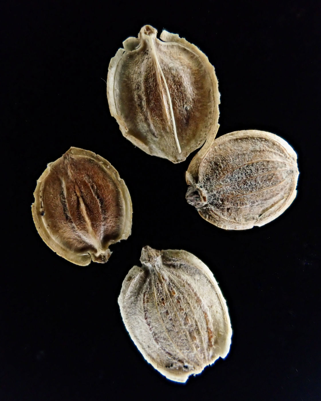 パースニップの種 マクロ